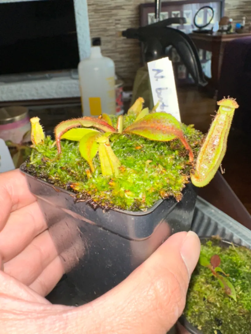 Nepenthes Burbidgeae by marklt