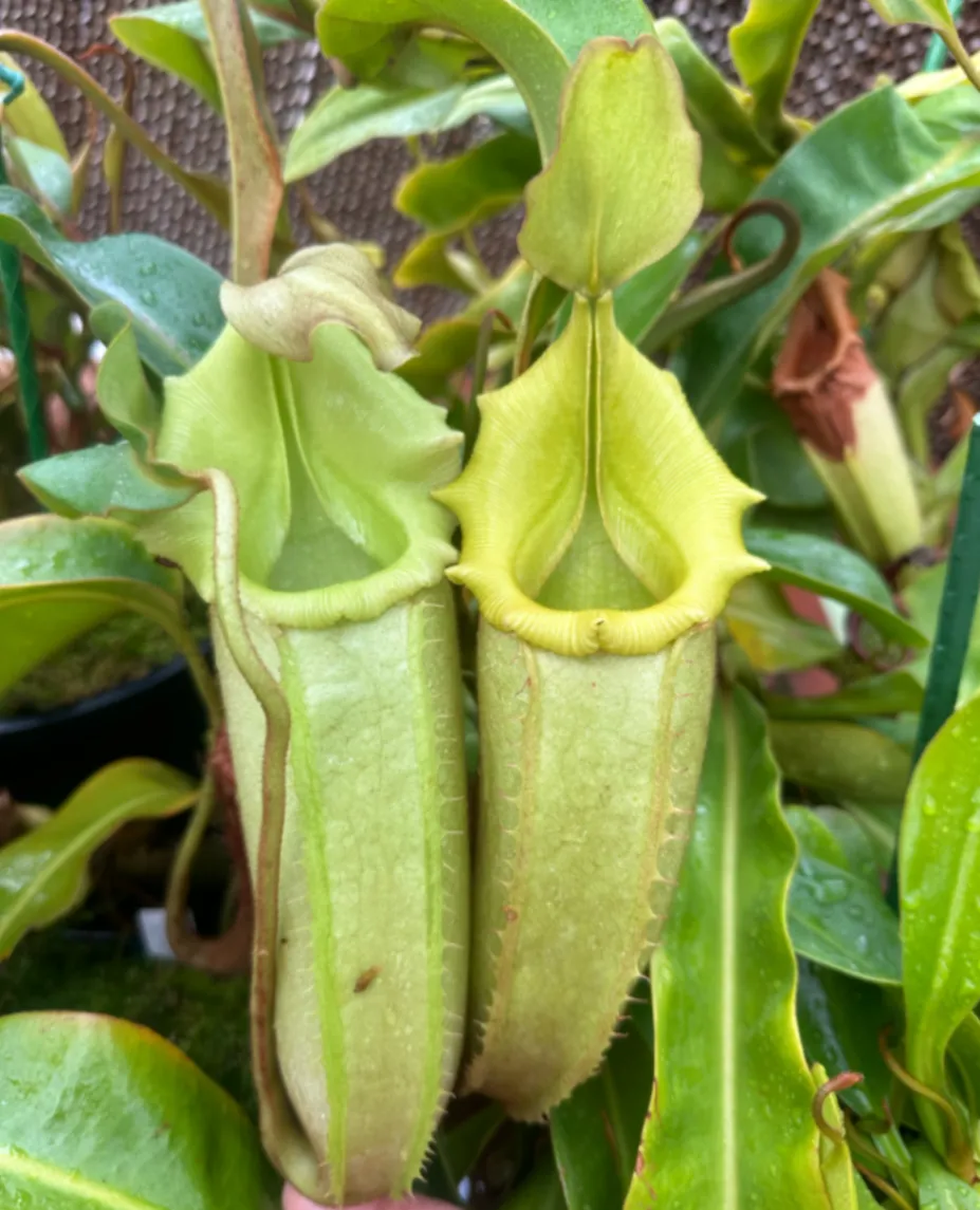 Nepenthes veitchii 'Green' by David