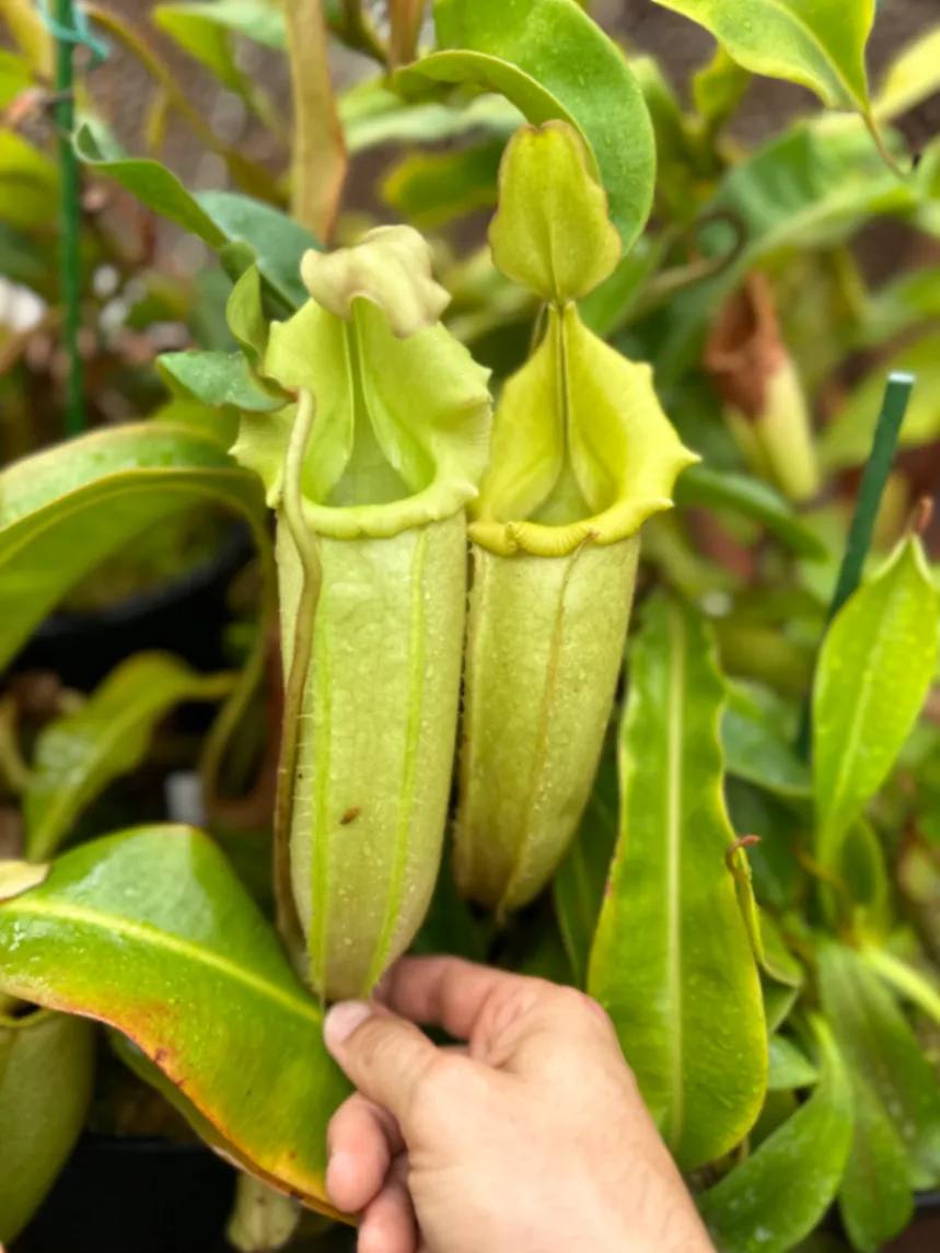 Nepenthes veitchii 'Green' by David
