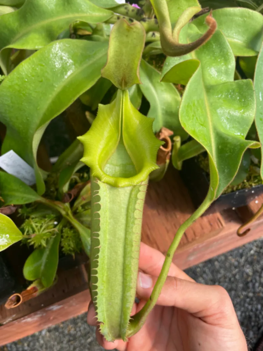 Nepenthes veitchii 'Green' by David