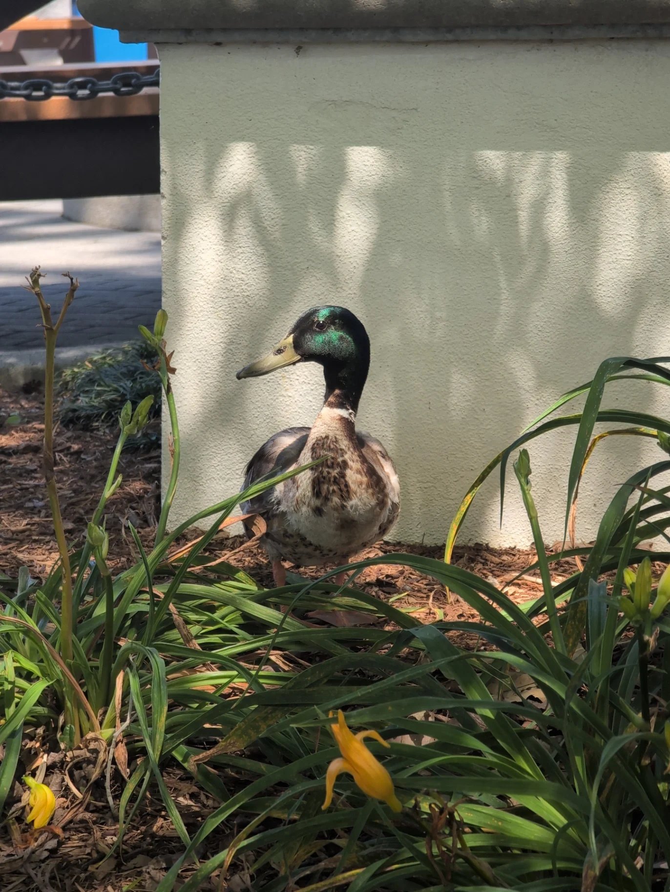 Mallard Anas platyrhynchos by LlamaLicker