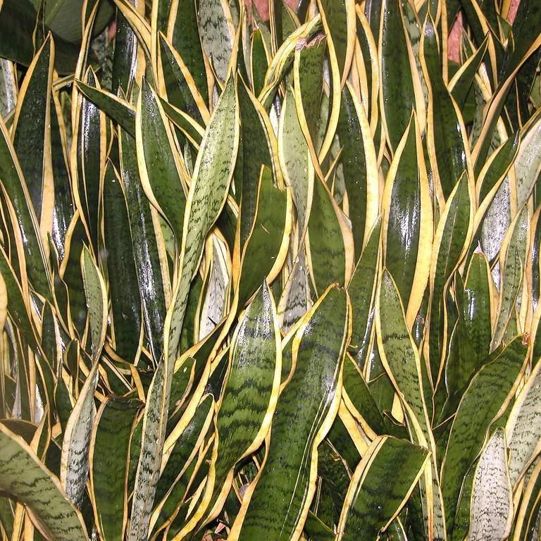 Sansevieria trifasciata 'Black Star' by Nellypc26