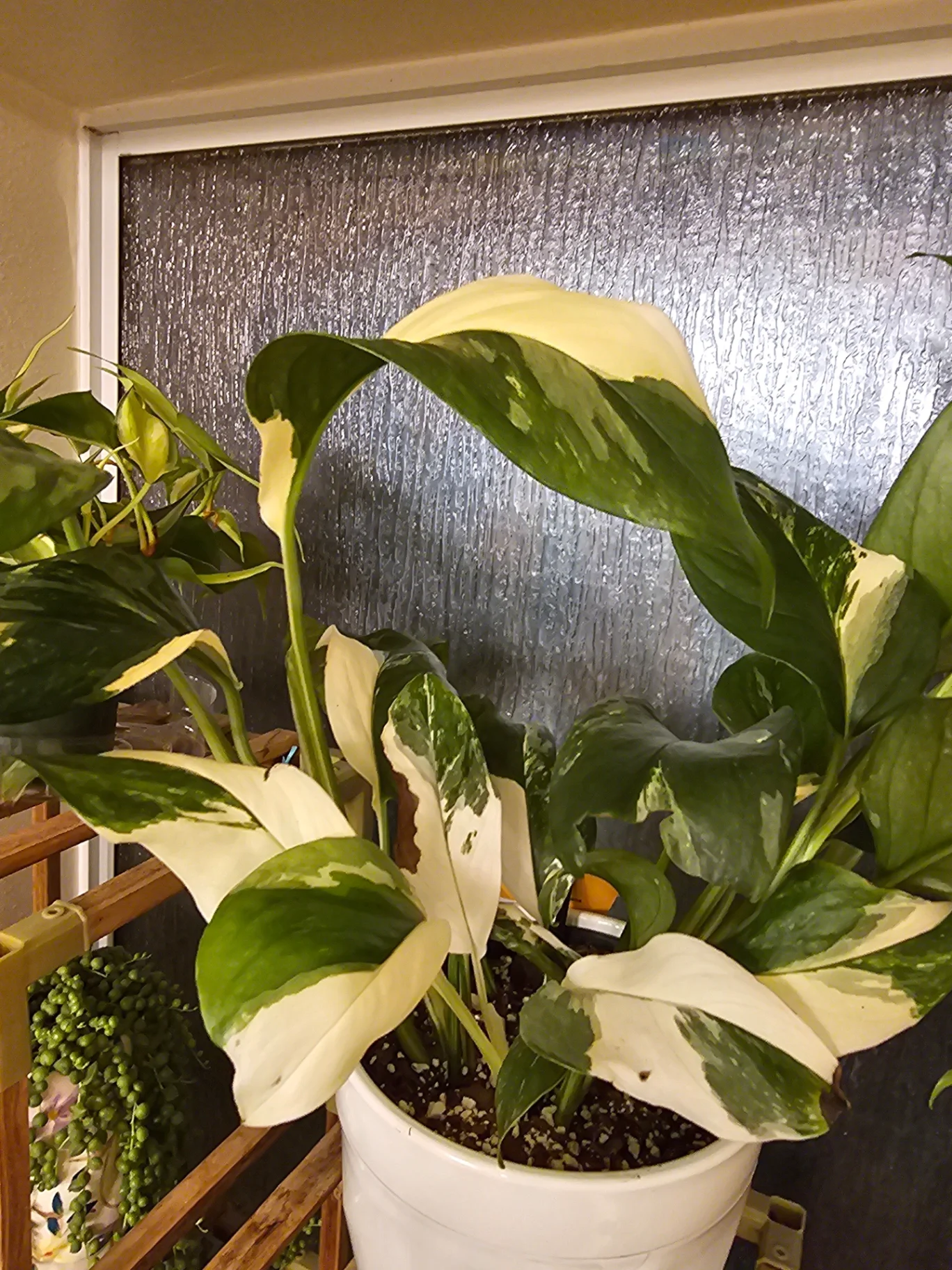 Spathiphyllum wallisii 'Picasso' by Mslatinatx73