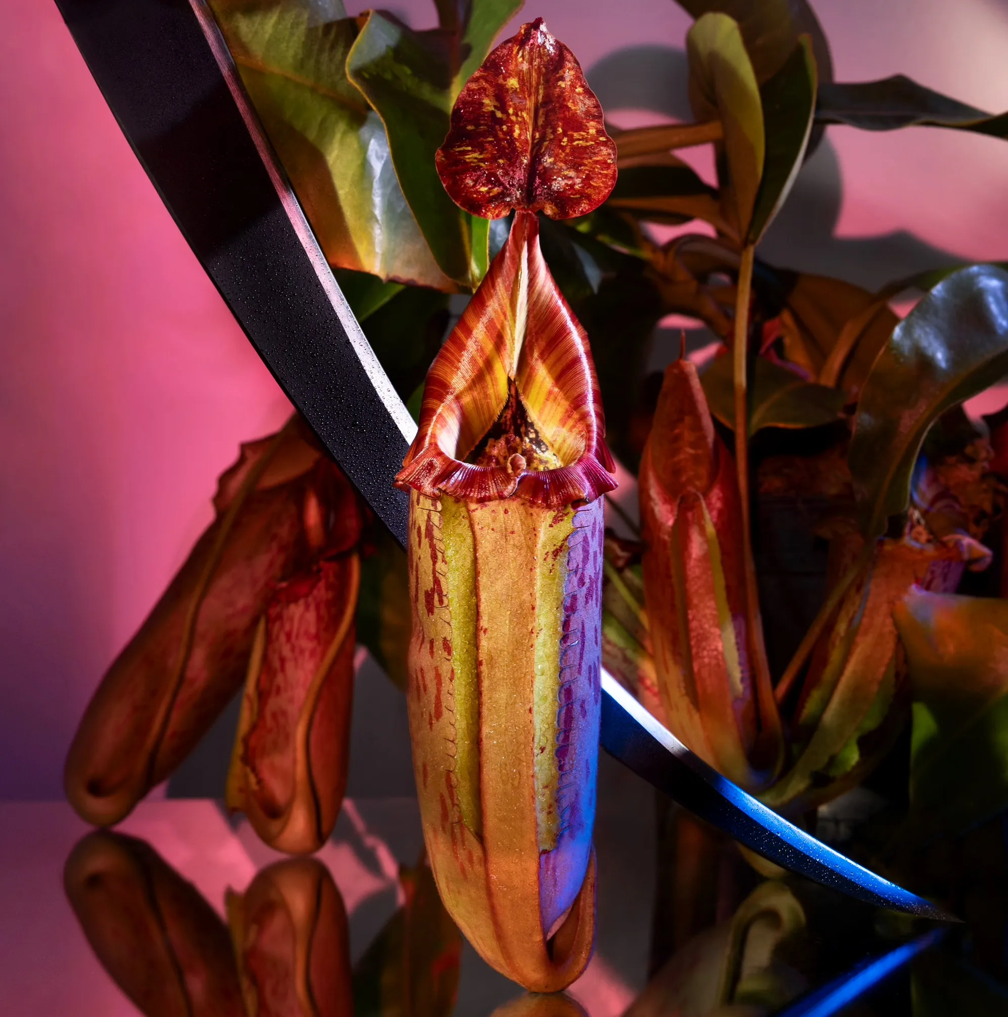 Nepenthes Red Queen by David