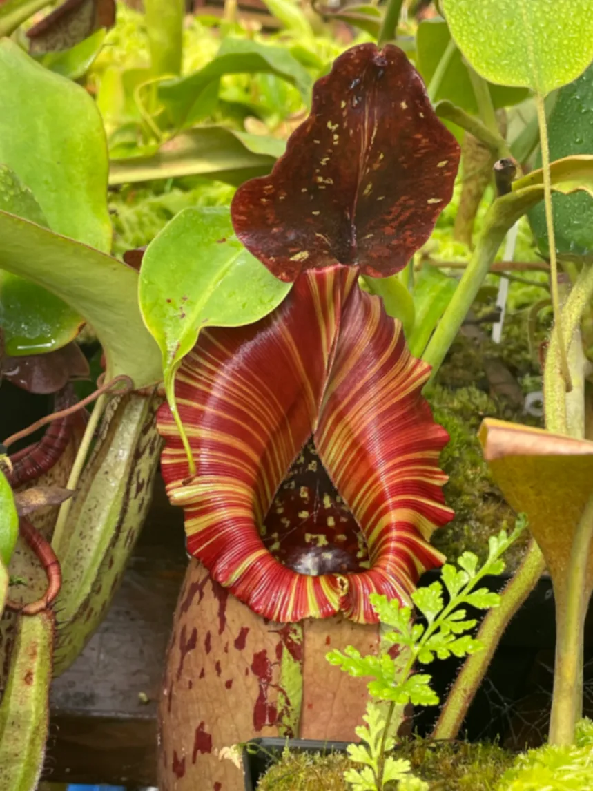 Nepenthes Red Queen by David