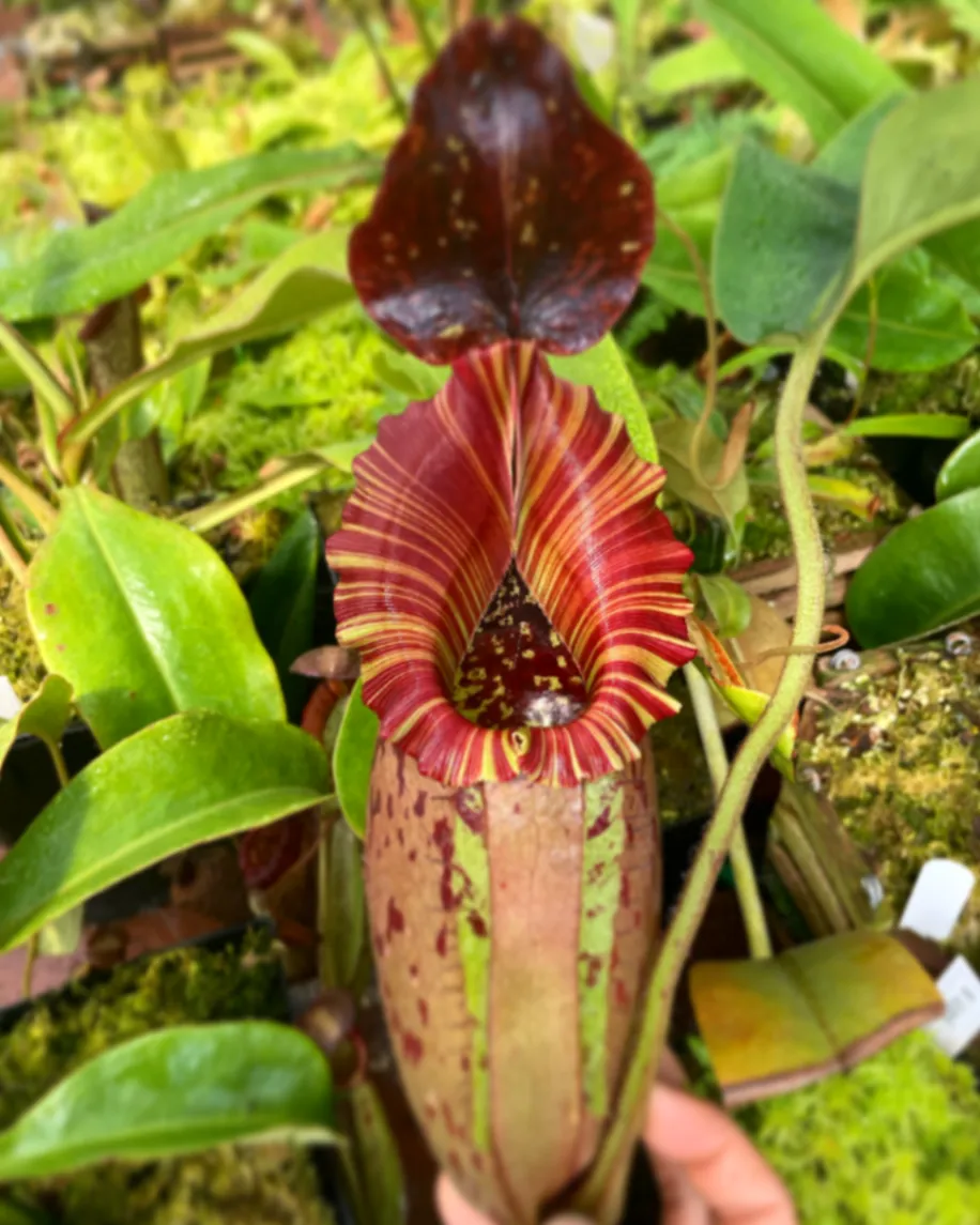 Nepenthes Red Queen by David