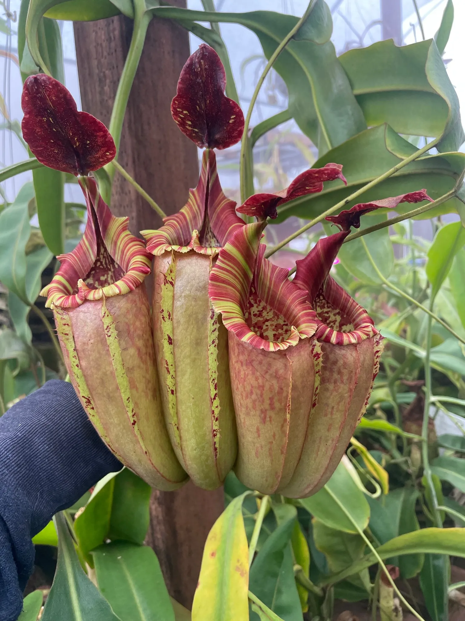 Nepenthes Red Queen by David