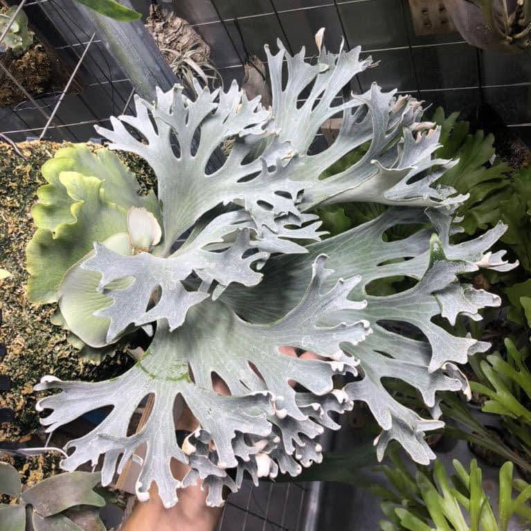 Platycerium Geisha (TC) by aroot