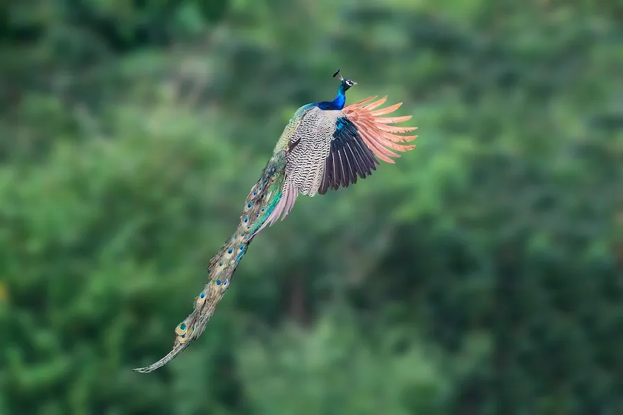 Indian Peafowl Pavo cristatus by David