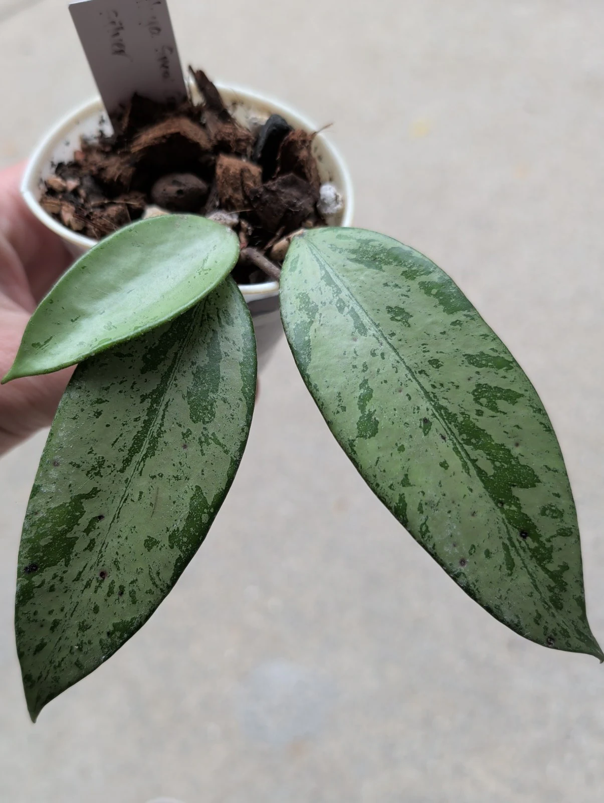 Hoya snow cui 'Silver' by meg