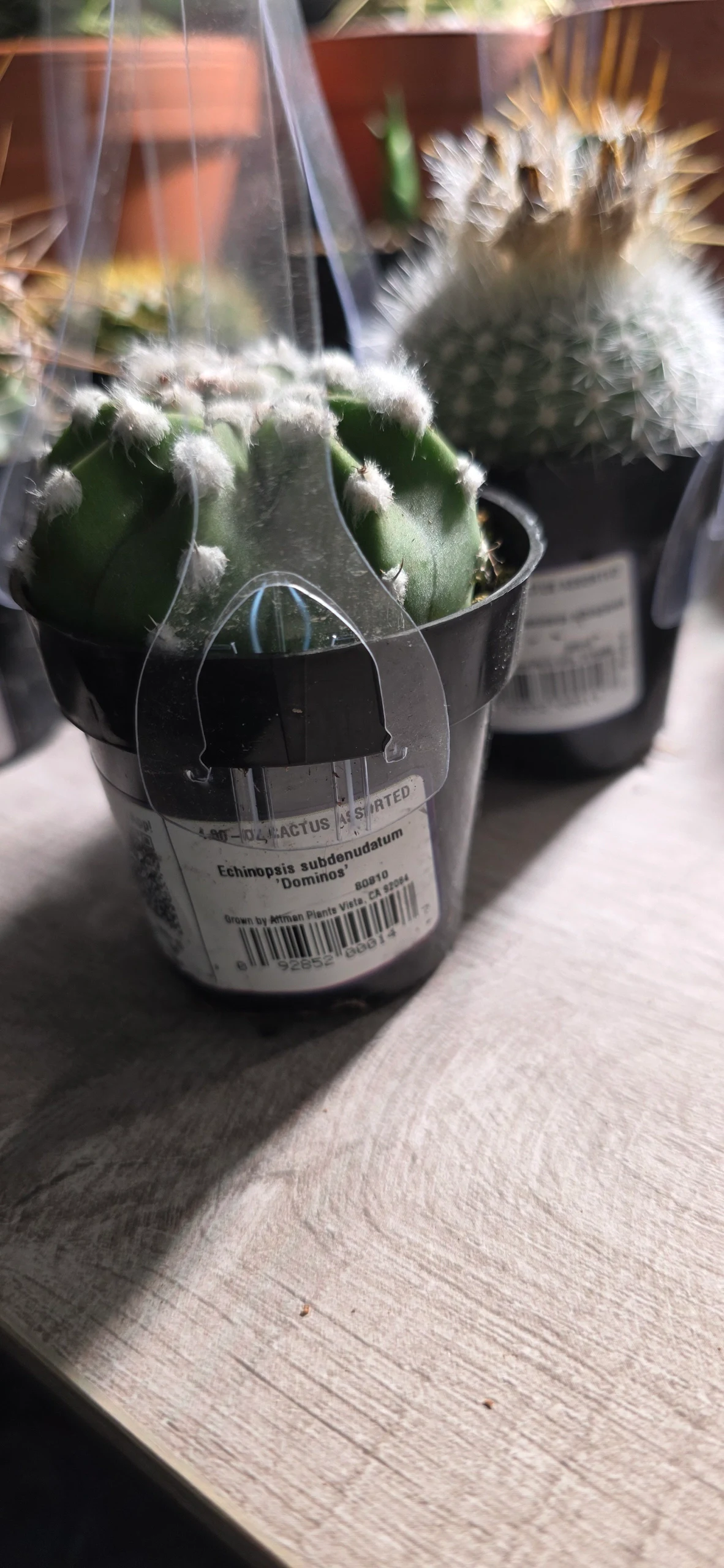 Echinopsis subdenudata 'Dominos' by RoyalAlchemy