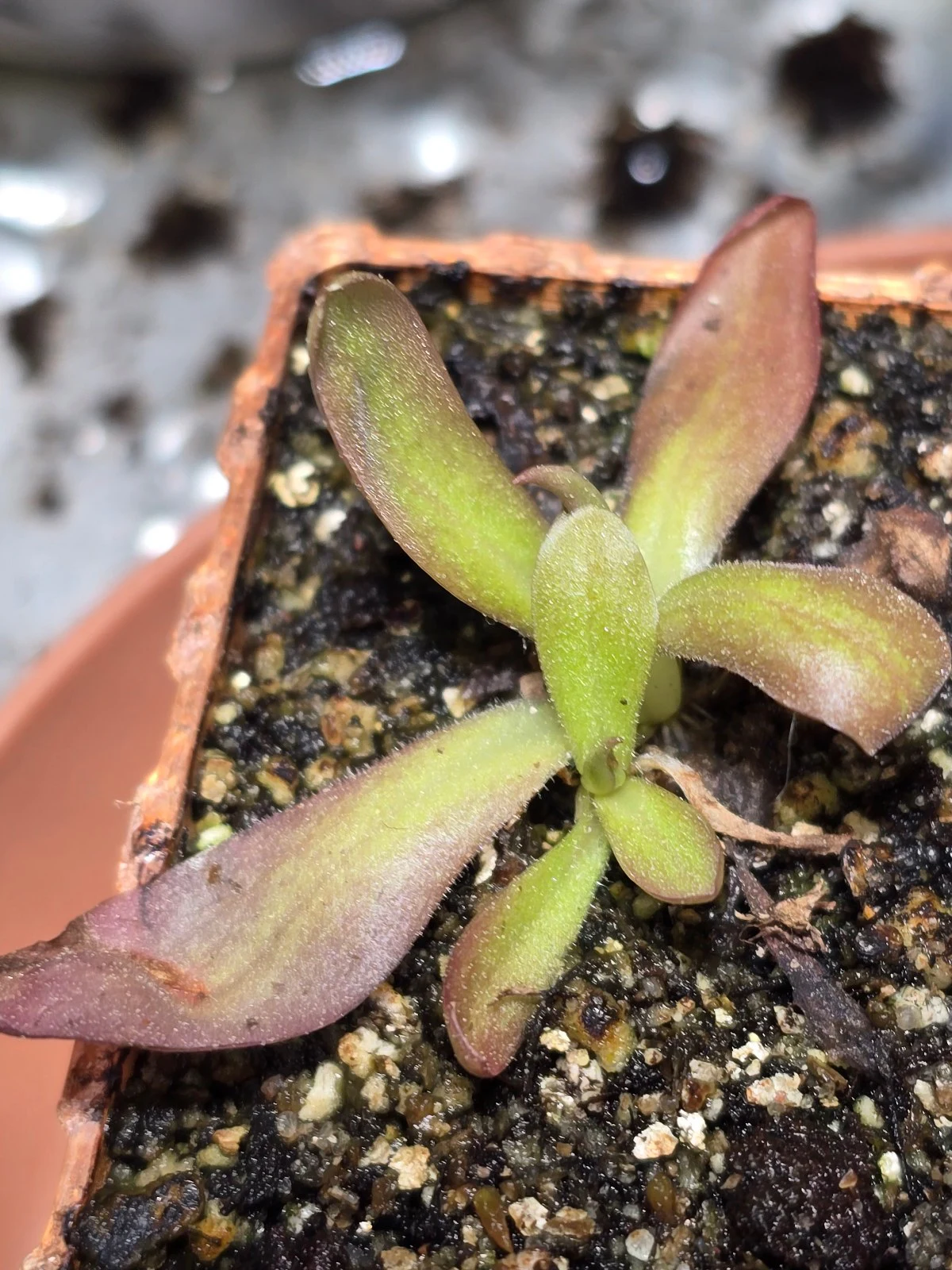 Pinguicula 'Shelob' by atomic-alchemist