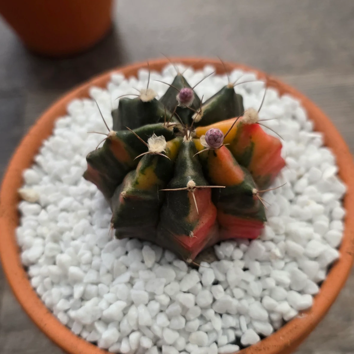 Gymnocalycium mihanovichii 'Variegata' by RoyalAlchemy