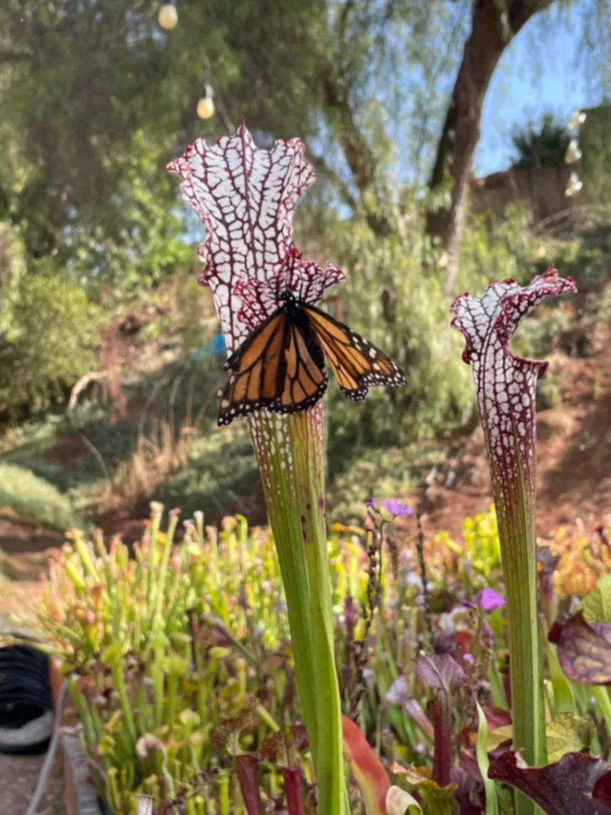 Monarch Danaus plexippus by David