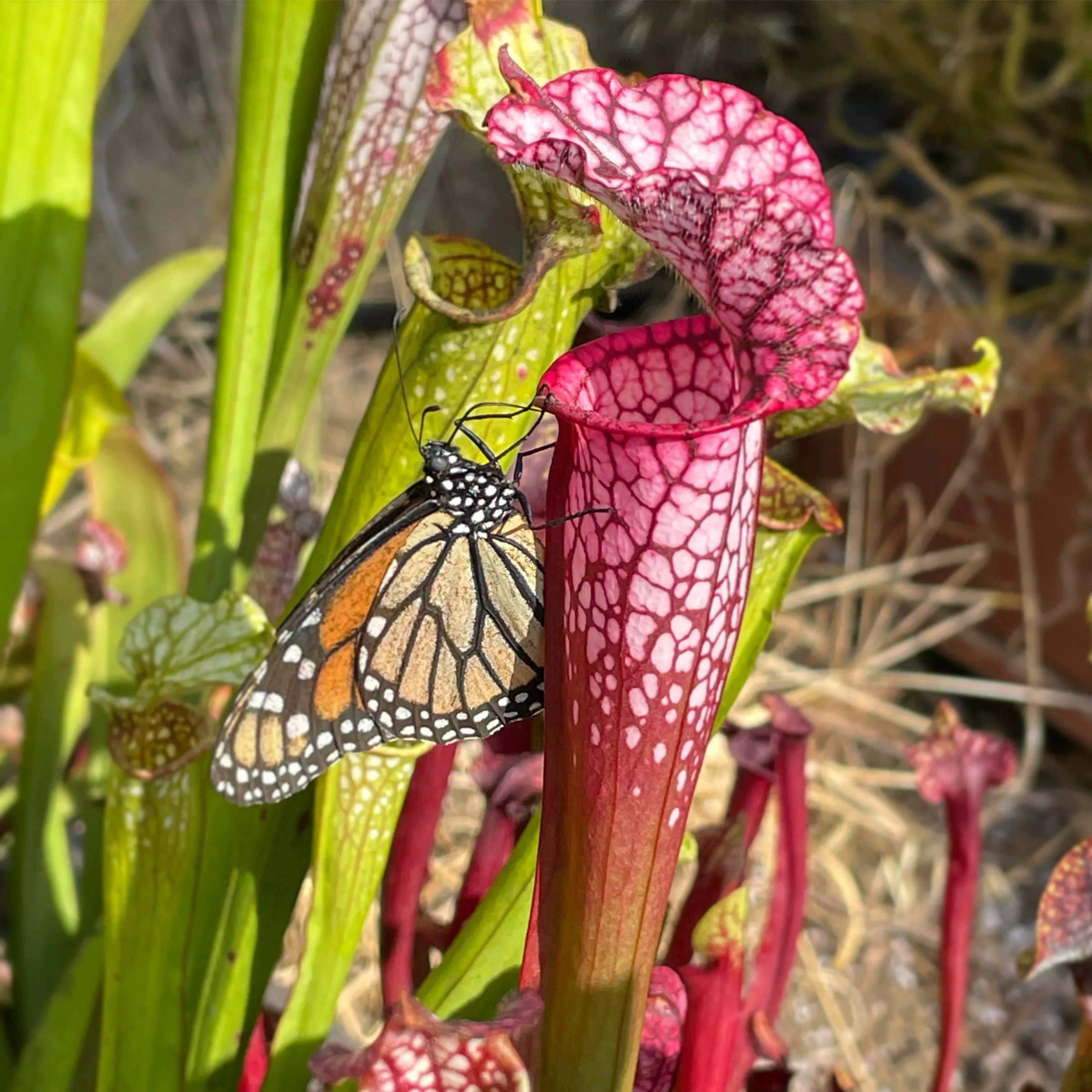 Monarch Danaus plexippus by David