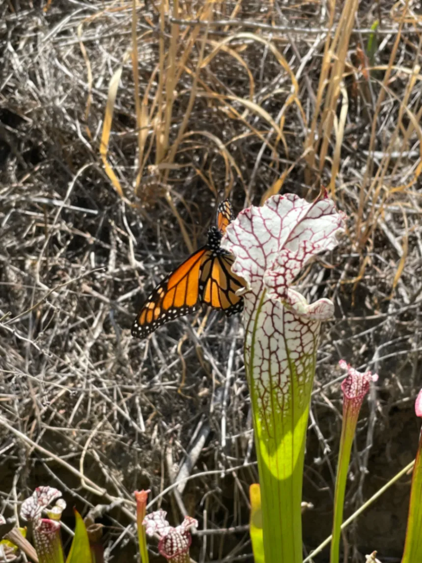 Monarch Danaus plexippus by David