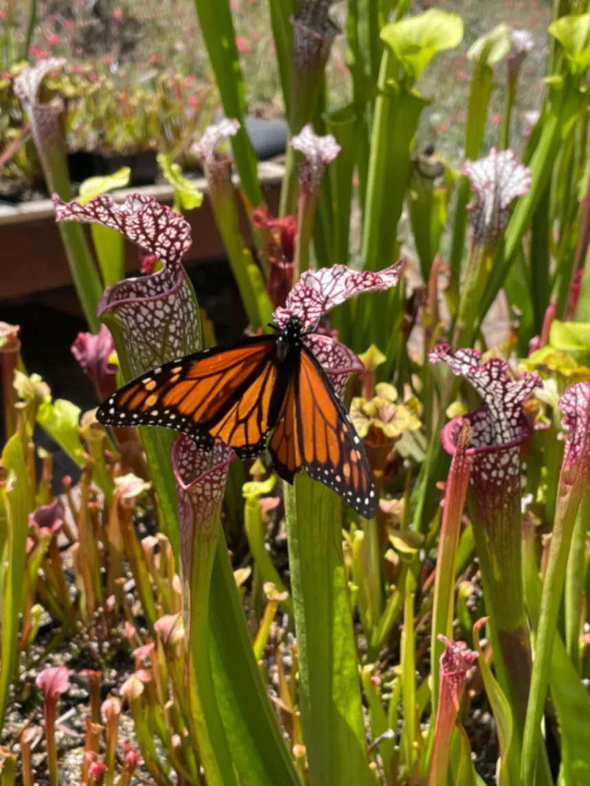 Monarch Danaus plexippus by David