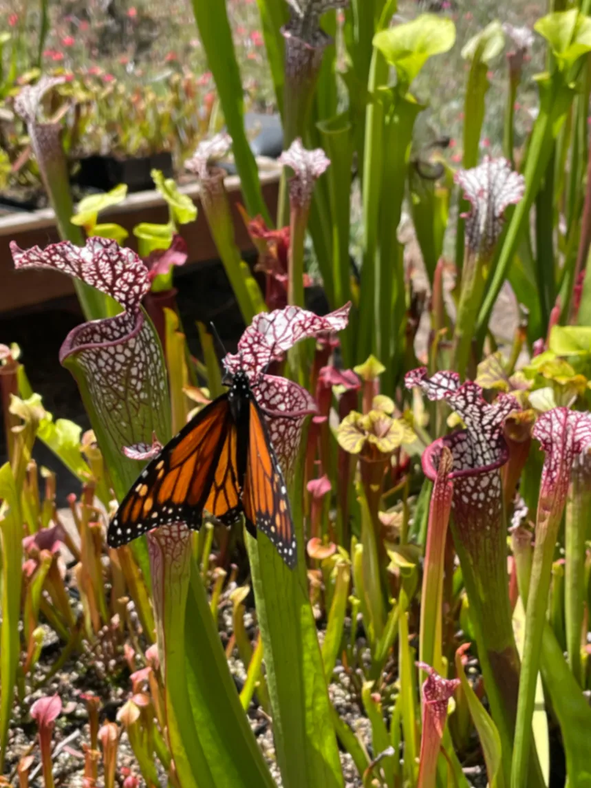 Monarch Danaus plexippus by David