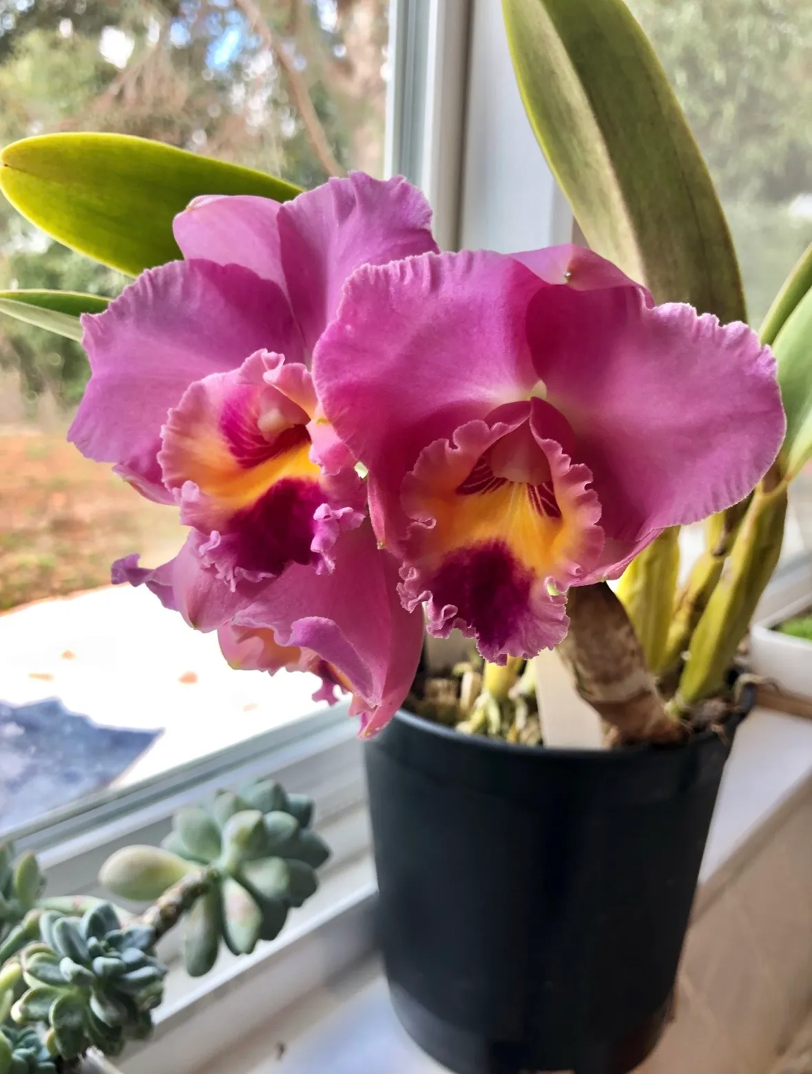 Cattleya Brassolaeliacattleya by David