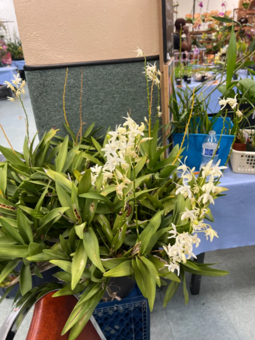 Dendrobium speciosum by markymark