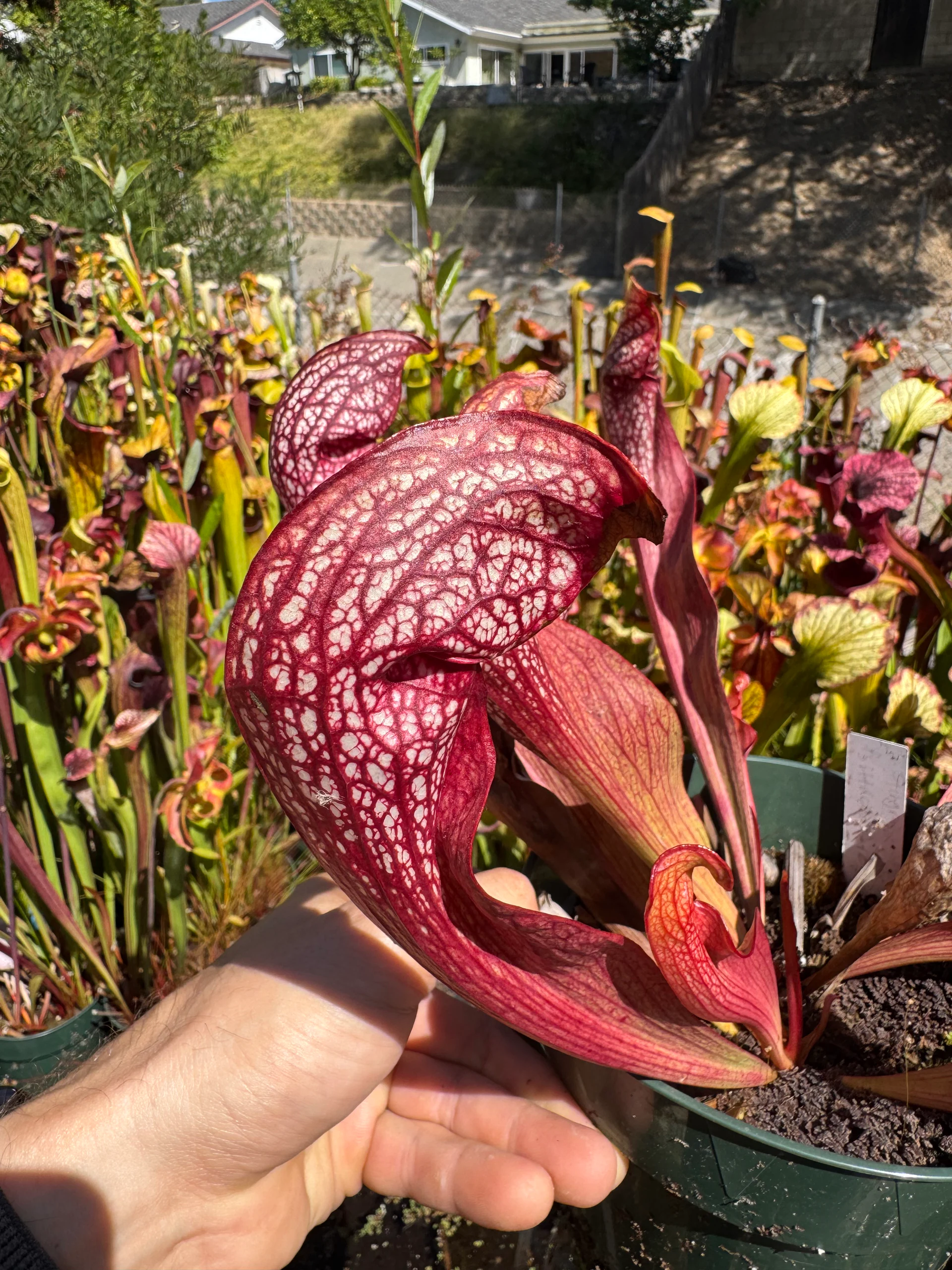Sarracenia Stingray × psittacina dark by David