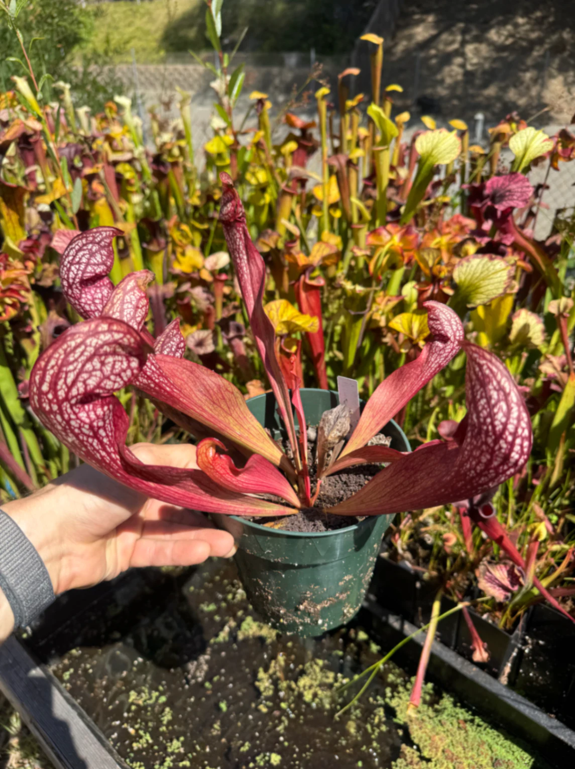 Sarracenia Stingray × psittacina dark by David