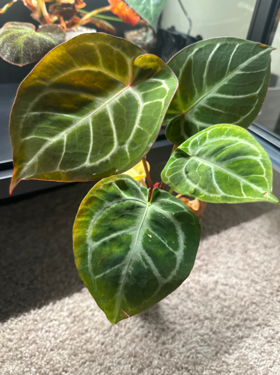 Anthurium Silver Tiger x Silver Bowl by Zharia