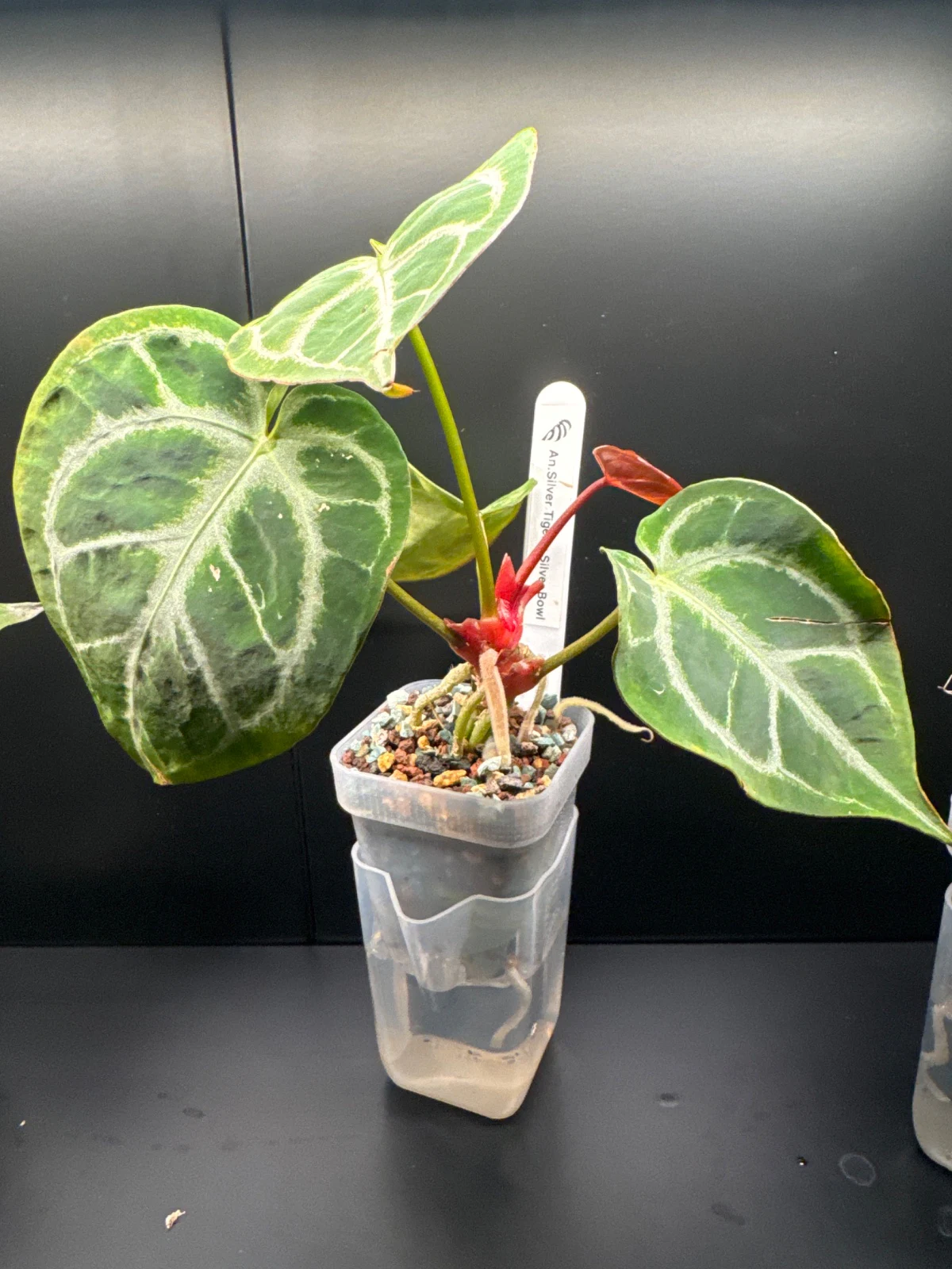 Anthurium Silver Tiger x Silver Bowl by Zharia