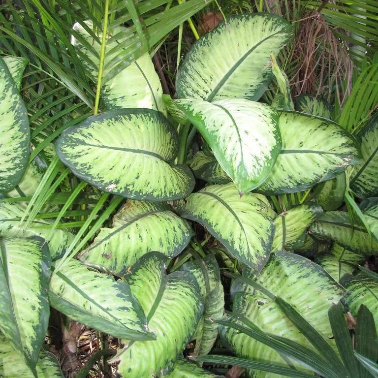 Dieffenbachia seguine by Ethan