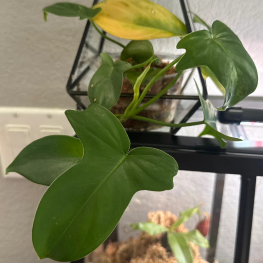 Philodendron pedatum 'Florida Green' by kkalekas