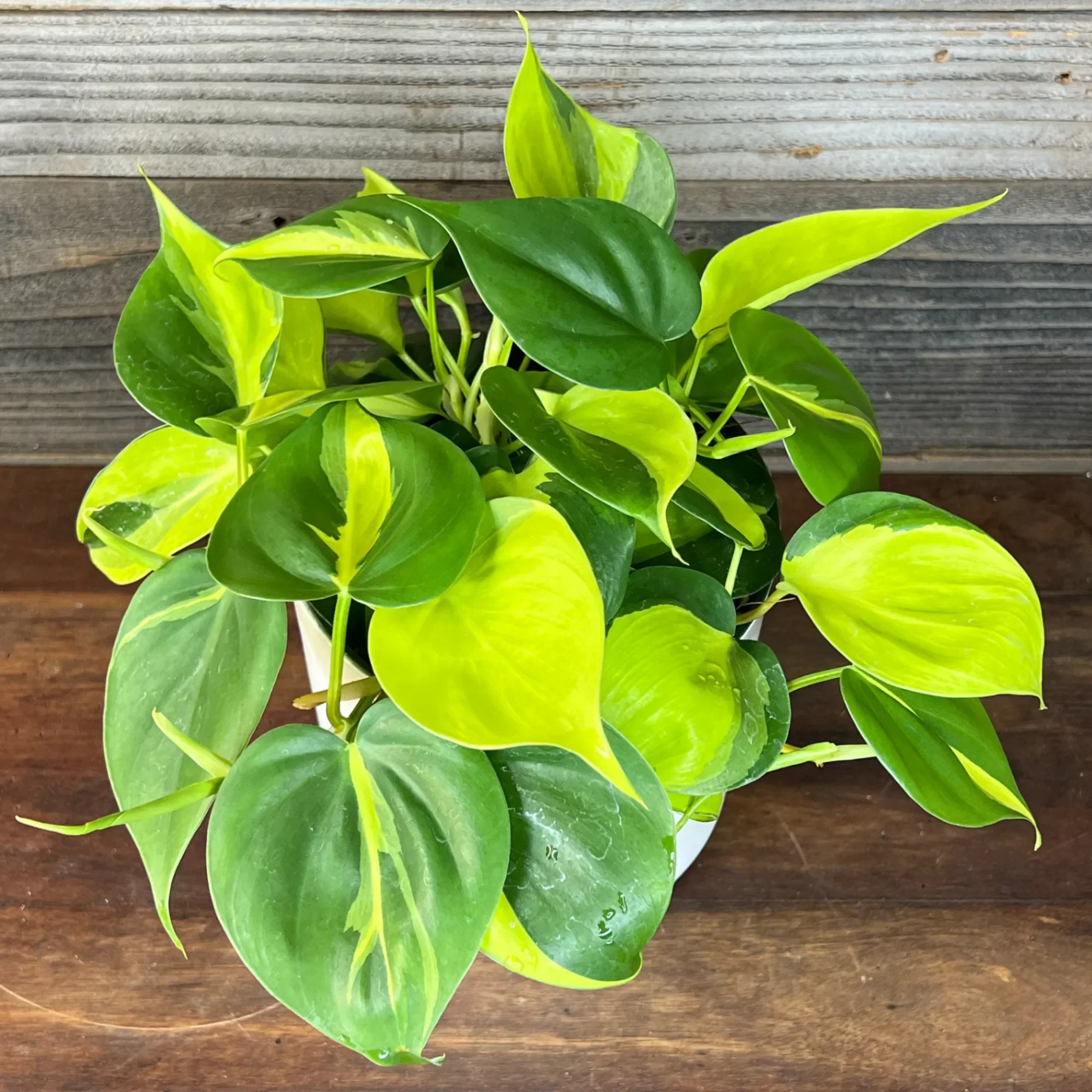 Philodendron Hederaceum 'Brasil' by kathy