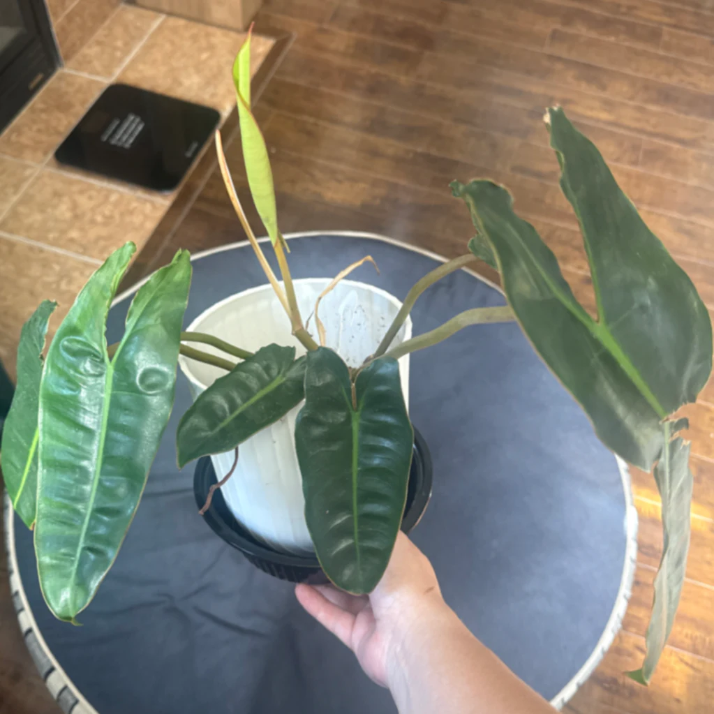 Philodendron billietiae by kkalekas