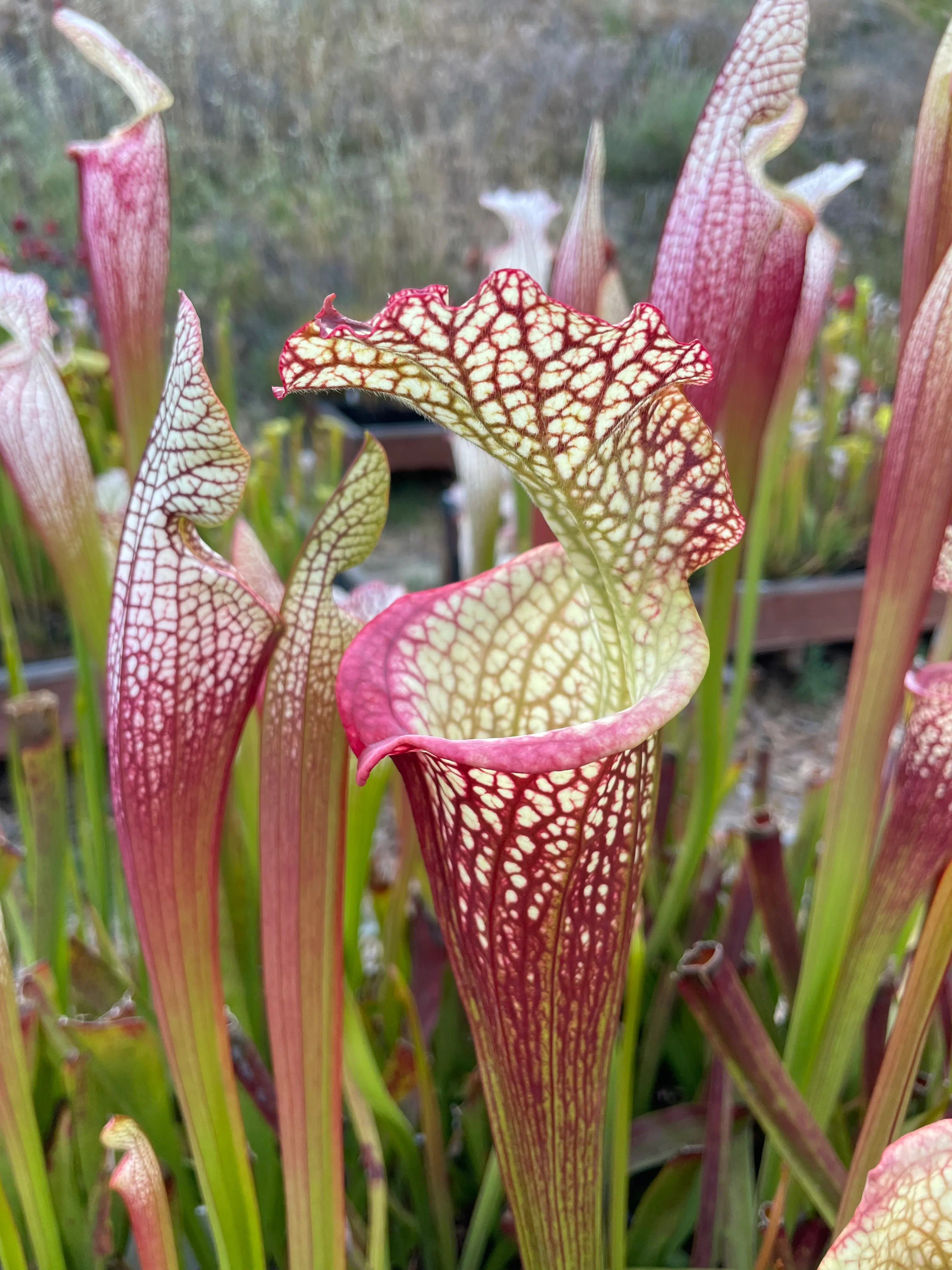 Sarracenia leucophylla 'Wilkerson’s Red Rocket' by David