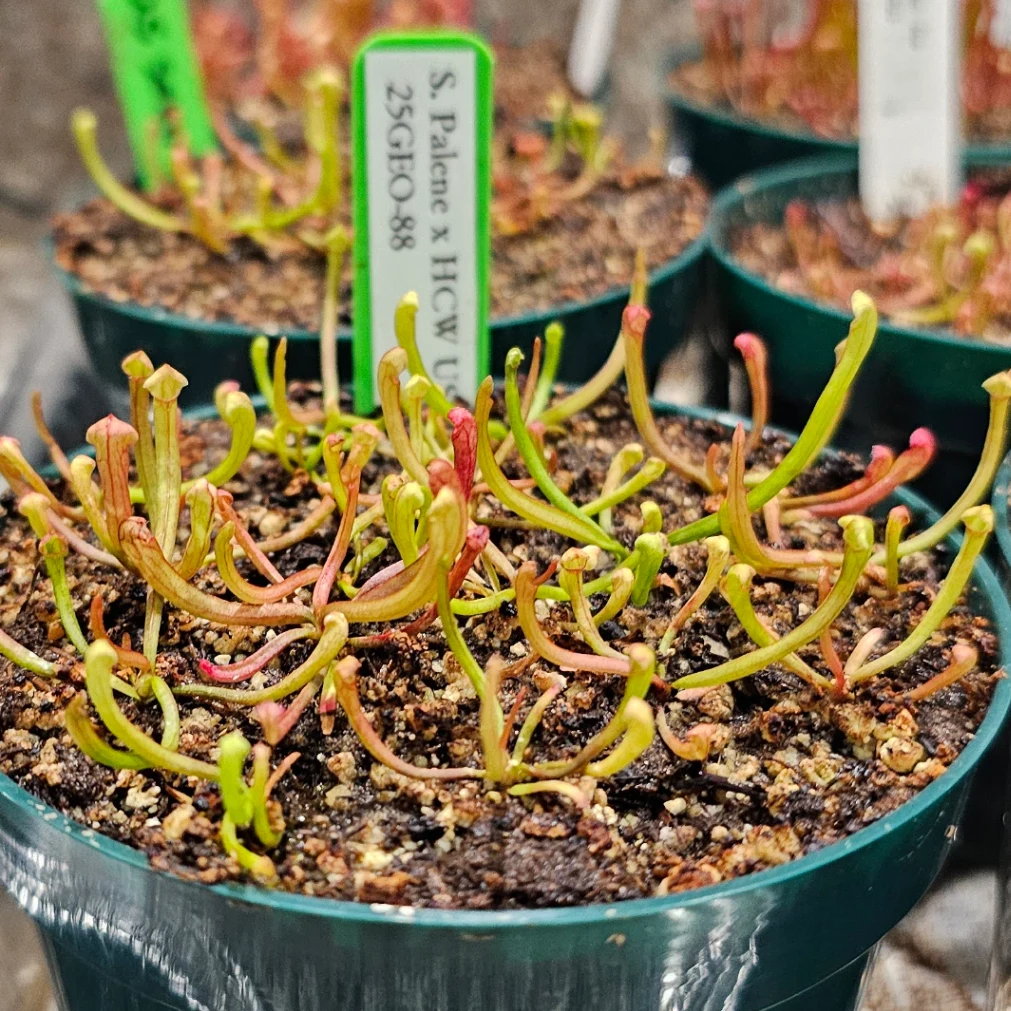 Sarracenia 'Pallene' × leucophylla by aaaamory
