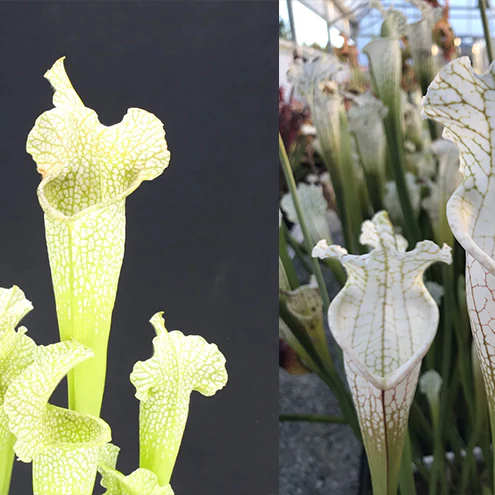 Sarracenia 'Pallene' × leucophylla by aaaamory
