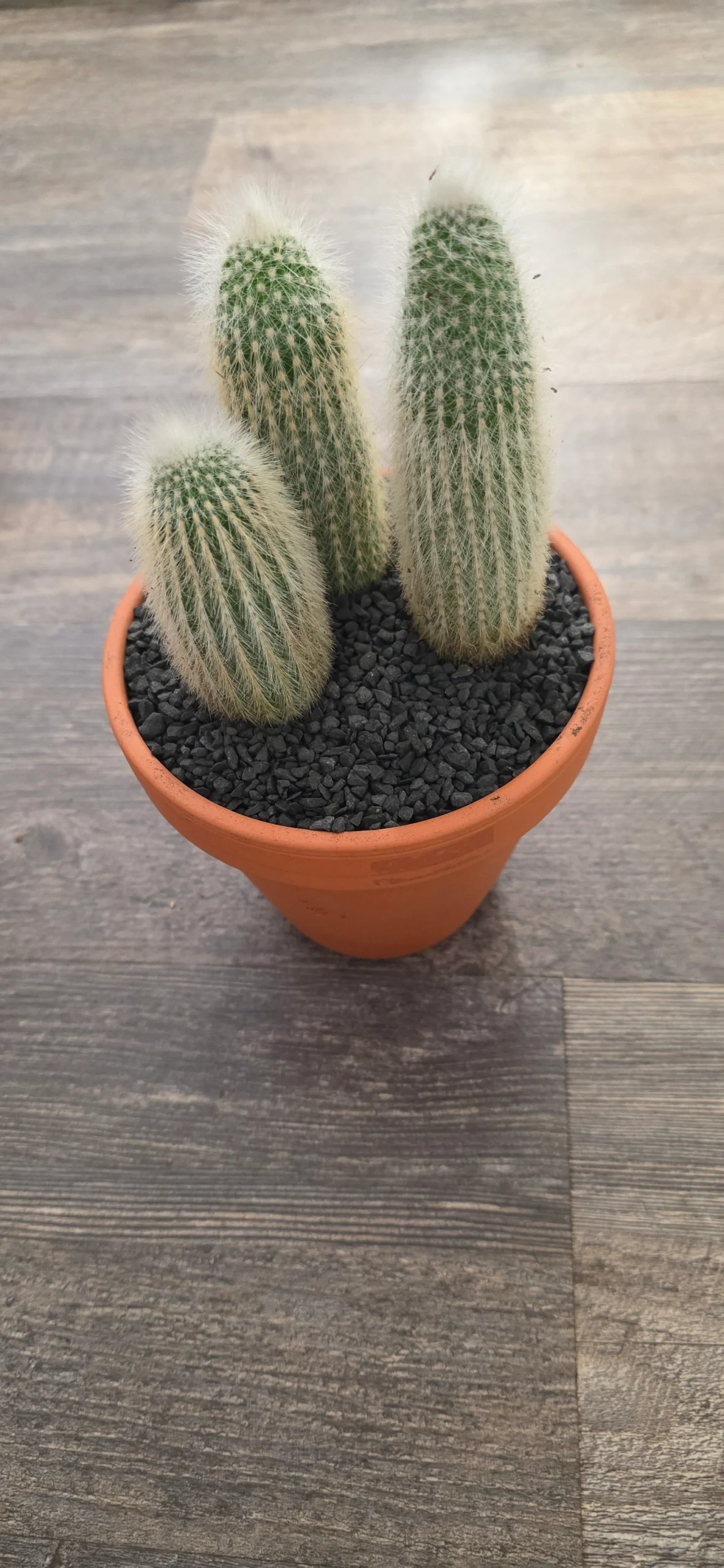Cleistocactus strausii by RoyalAlchemy