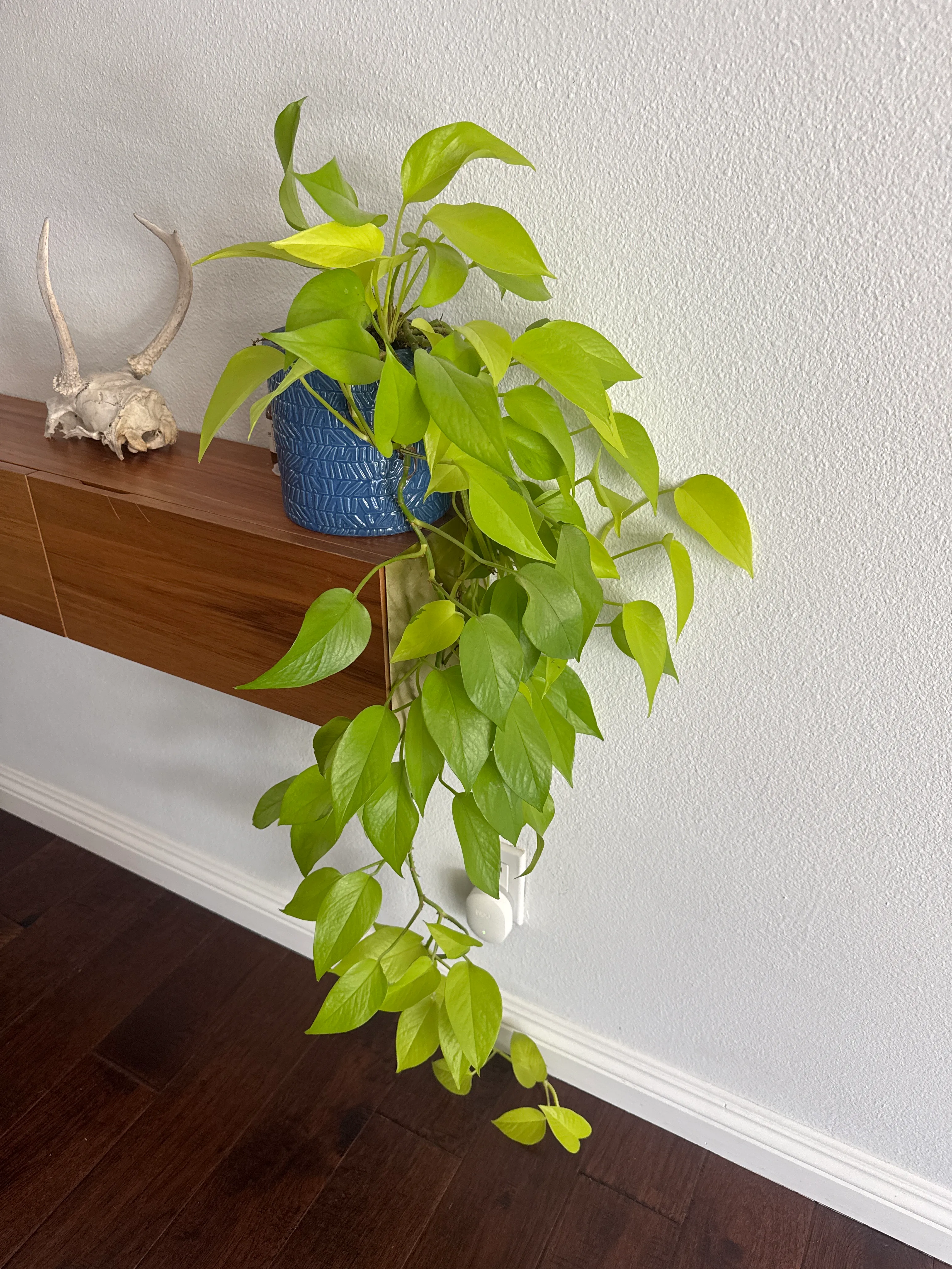 Epipremnum Aureum by David