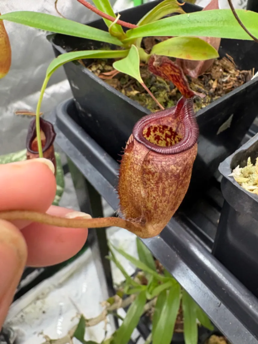 Nepenthes palawanensis by Max_Grows