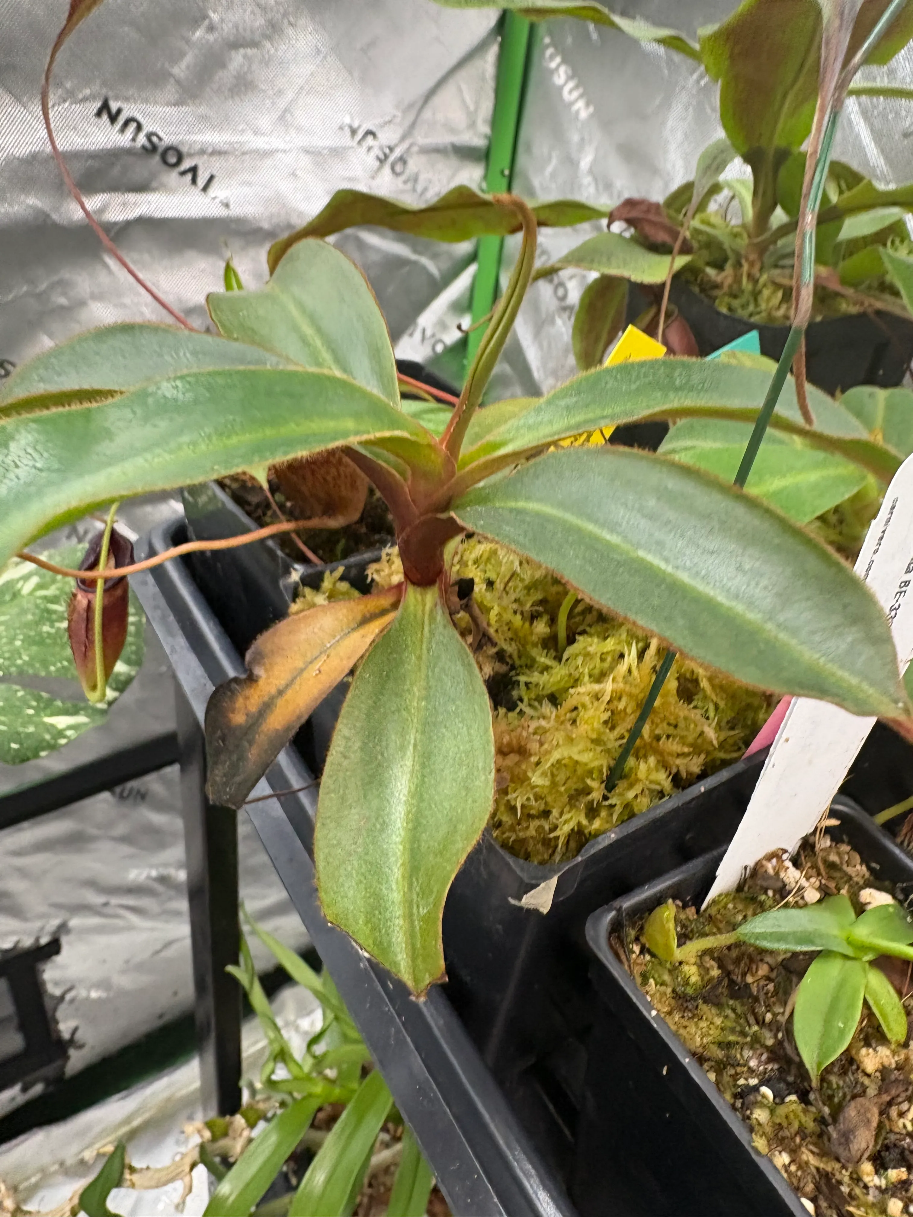Nepenthes palawanensis by Max_Grows