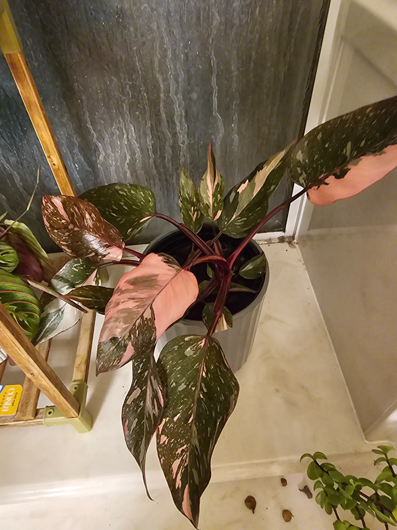 Philodendron erubescens 'Pink Princess' by Mslatinatx73