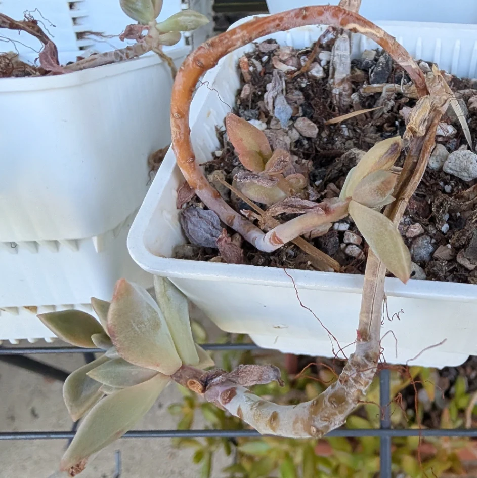 Graptopetalum paraguayense by mosswooddrive