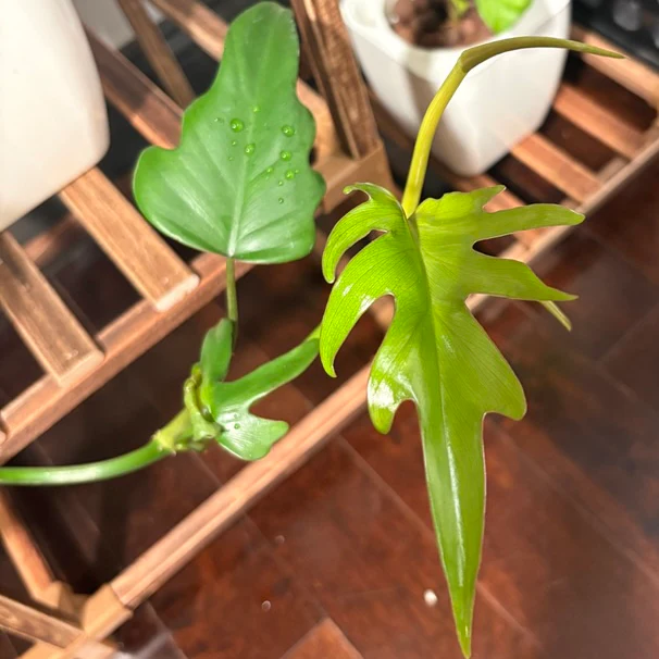 Philodendron mayoi by katiesplants