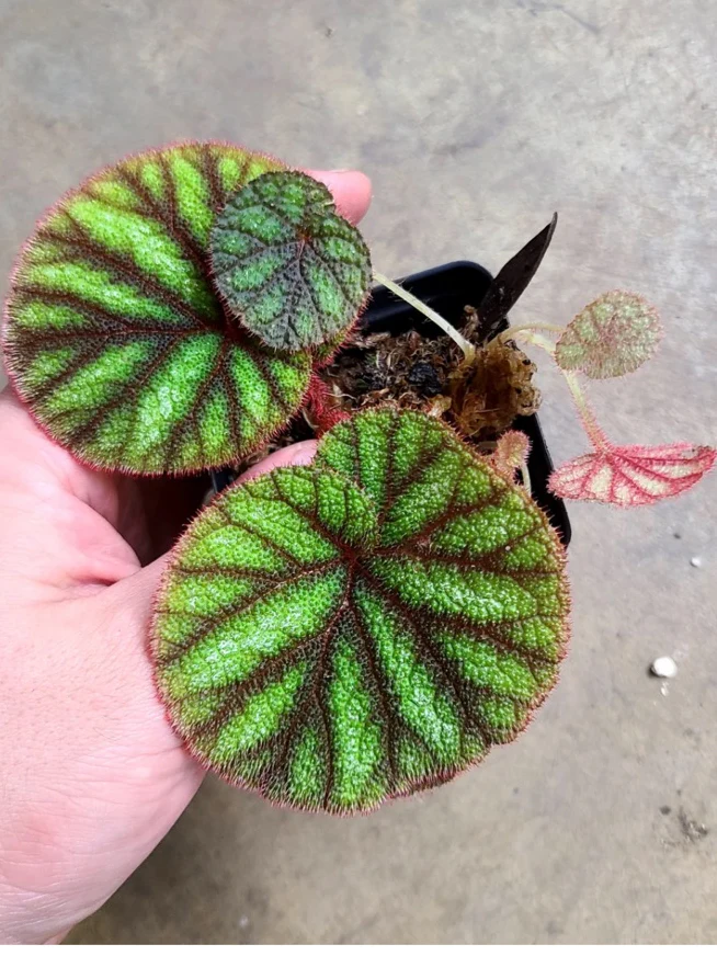 Begonia versicolor by NashvilleNDP