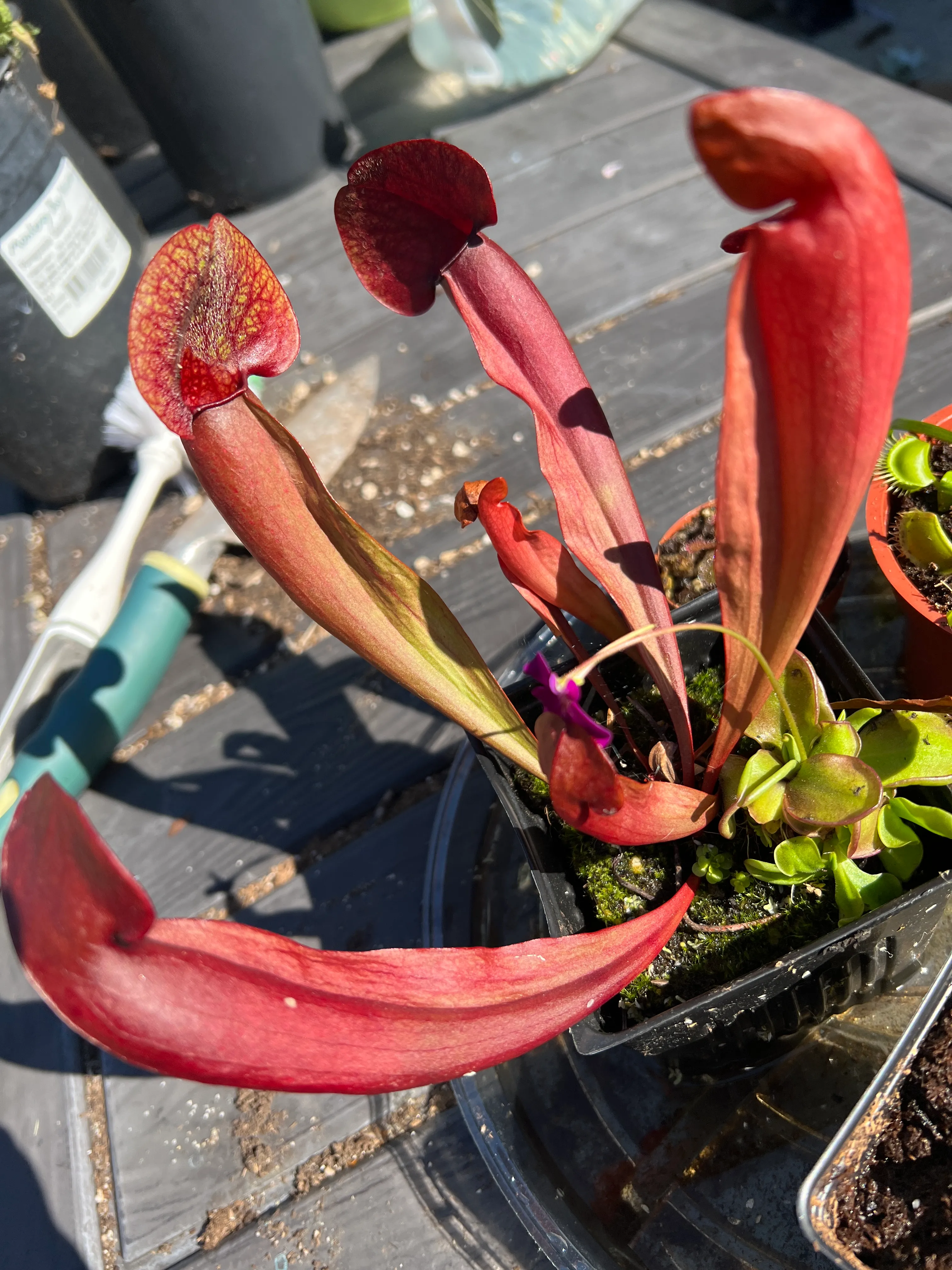 Sarracenia (Flava X Purpurea) 'Catesby Red' by Karp