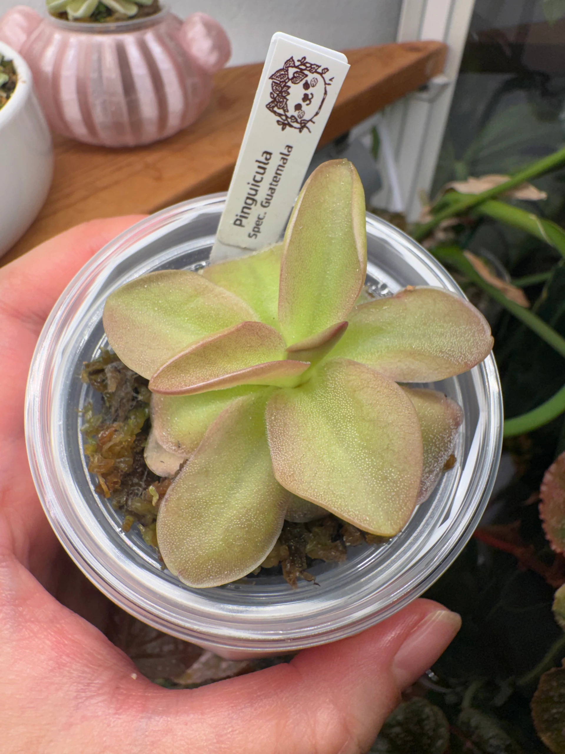 Pinguicula Sp. Guatemala by Labuleaf