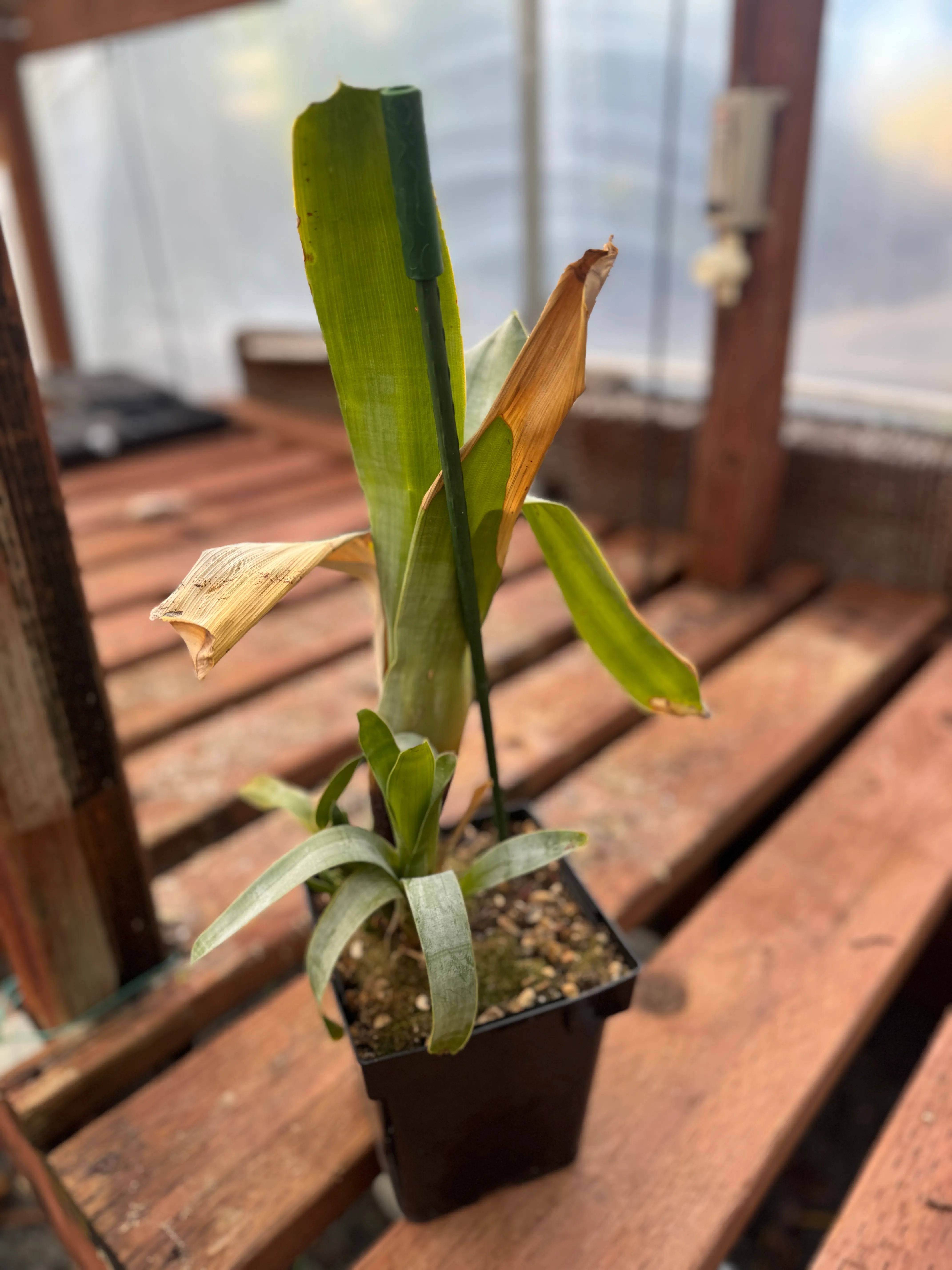 Brocchinia reducta by David