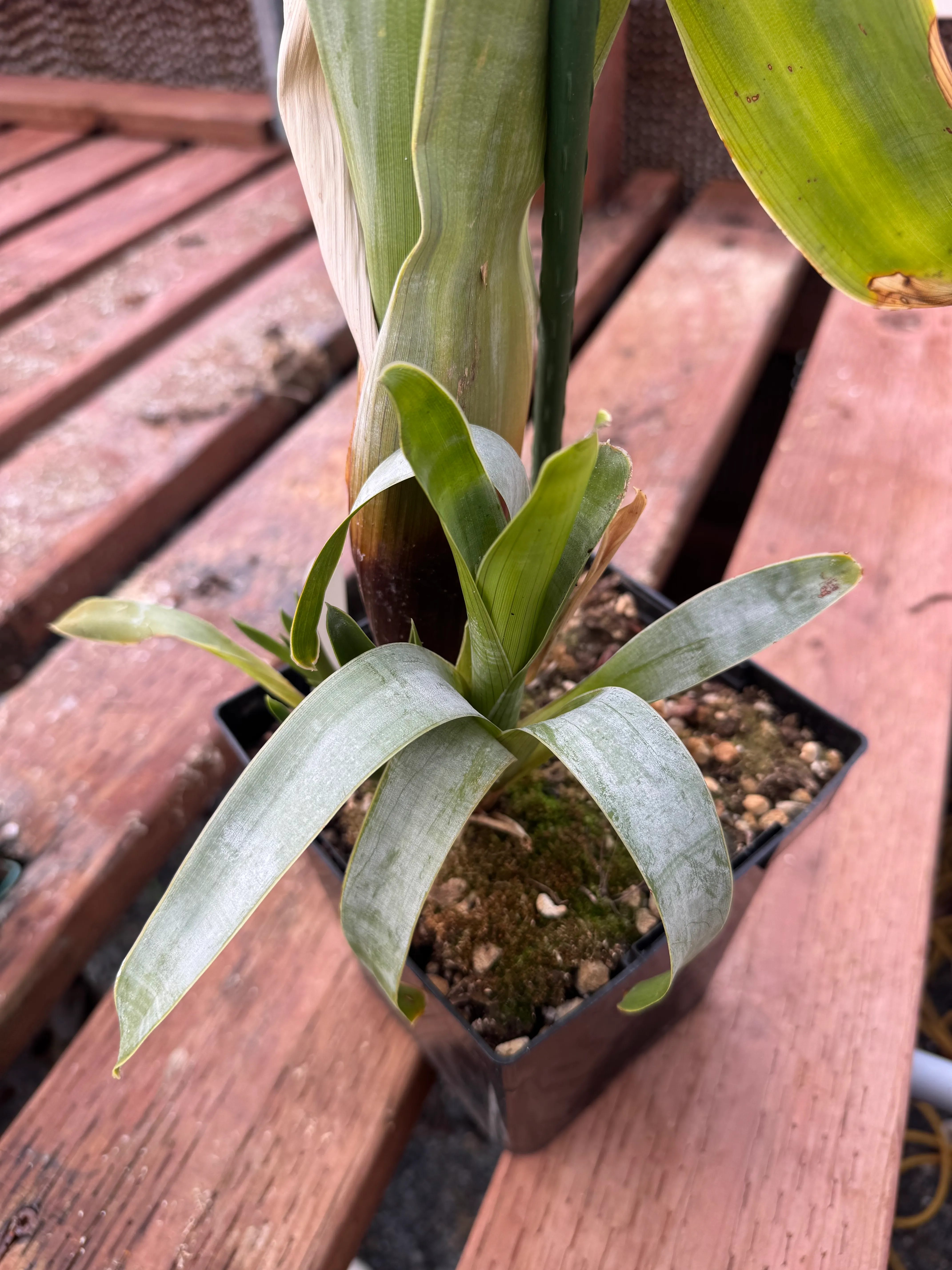 Brocchinia reducta by David