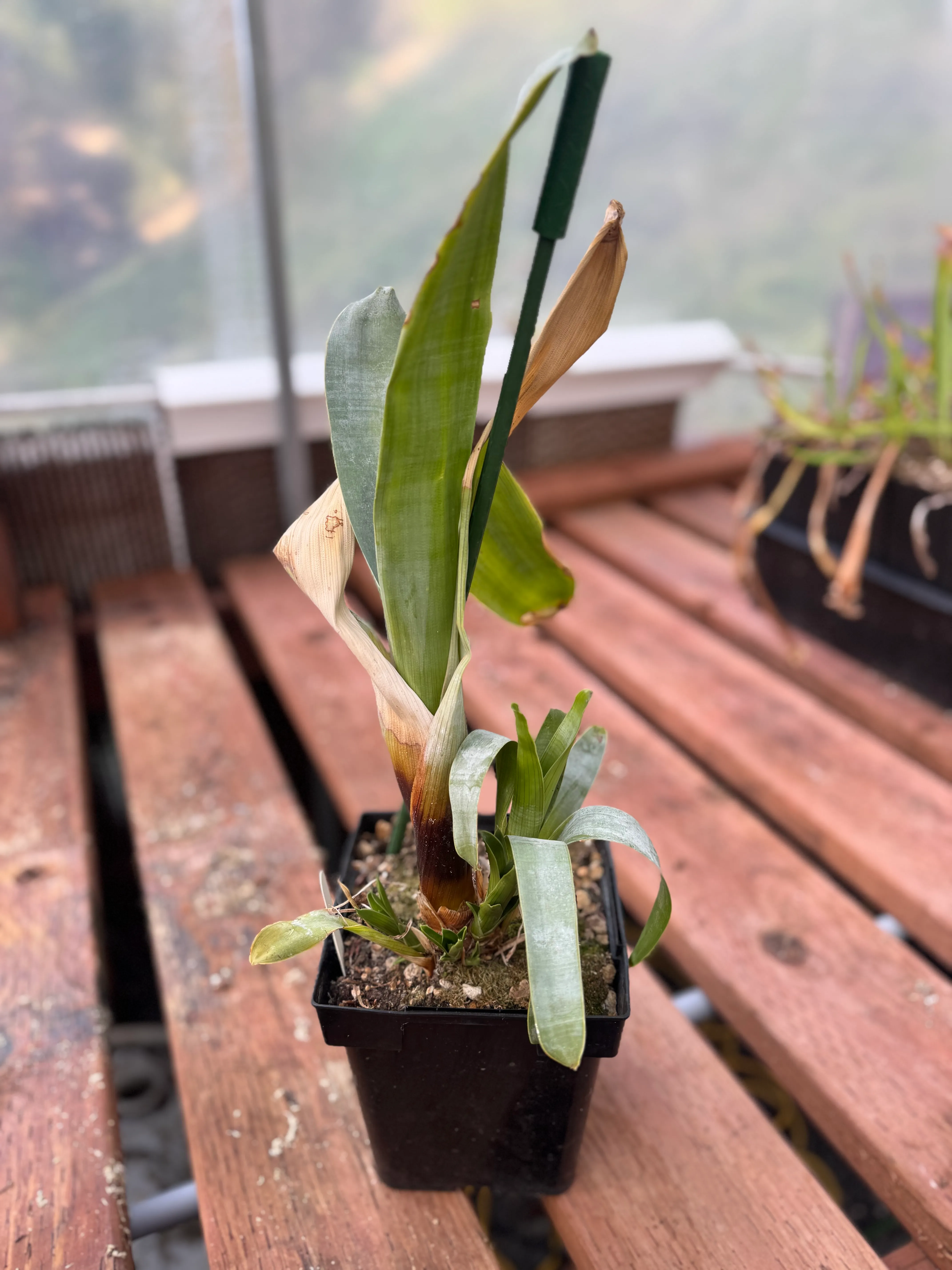 Brocchinia reducta by David