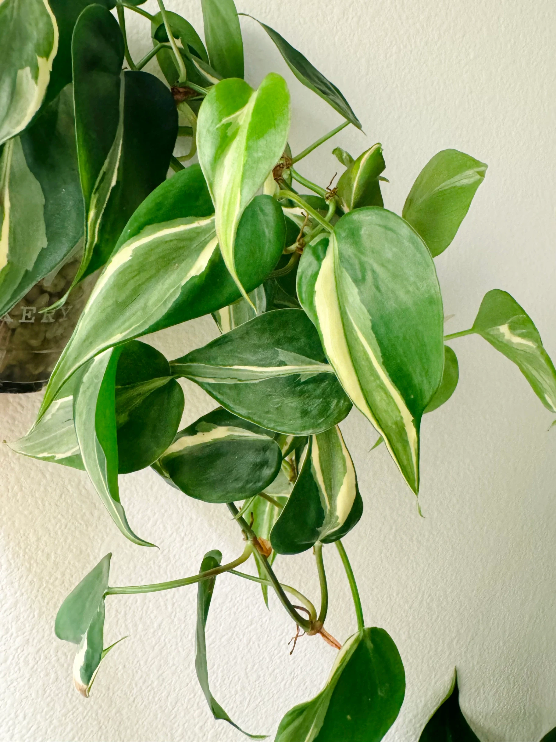 Philodendron Rio by Labuleaf