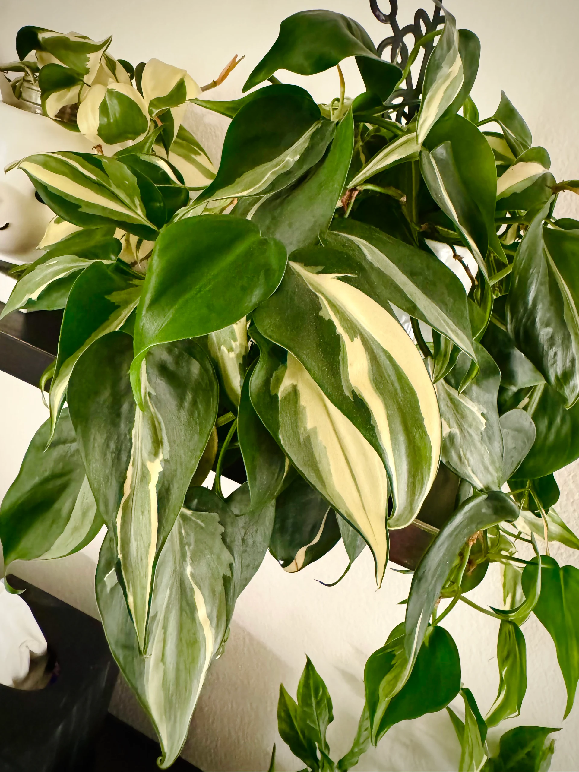 Philodendron Rio by Labuleaf